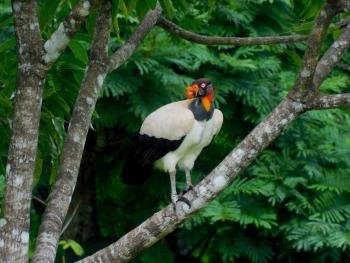 Rainforest Bird Watching tour, South Pacific, Costa Rica
